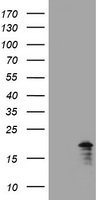 GADD45G Antibody