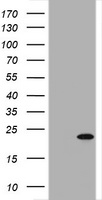 GADD45G Antibody
