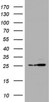 PSMA2 Antibody