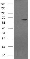 NDOR1 Antibody