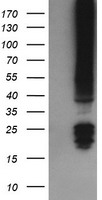 FNDC4 Antibody
