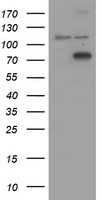 COG6 Antibody