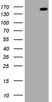 PCDH7 Antibody
