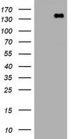 PCDH7 Antibody