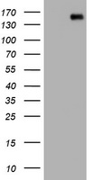 PCDH7 Antibody