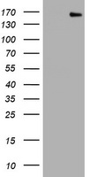 PCDH7 Antibody