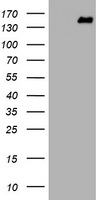 PCDH7 Antibody