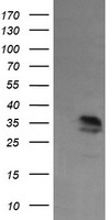 KIF25 Antibody