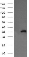 KIF25 Antibody