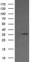 KIF25 Antibody