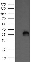 KIF25 Antibody