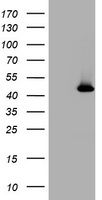 MAGEA4 Antibody
