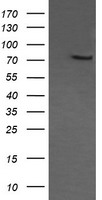 COG6 Antibody