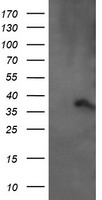 ARMC1 Antibody