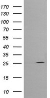 CMPK1 Antibody