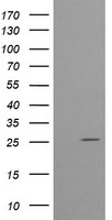 CMPK1 Antibody