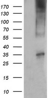CD1C Antibody