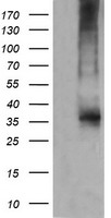 CD1C Antibody
