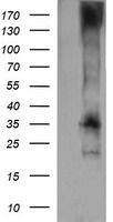 CD1C Antibody