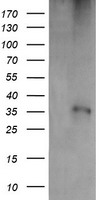 CD1C Antibody