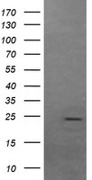 FATE1 Antibody