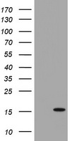 TSC22D3 Antibody