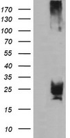 CMPK1 Antibody