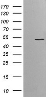 ETS2 Antibody