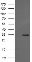 MAGEA4 Antibody