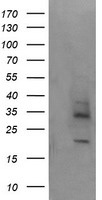 MAGEA4 Antibody