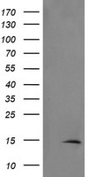 TSC22D3 Antibody
