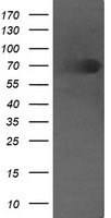DEF6 Antibody