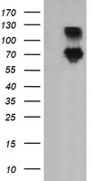 DEF6 Antibody