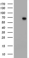 ZSCAN18 Antibody