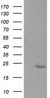 RAB30 Antibody
