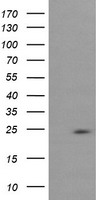 RAB37 Antibody