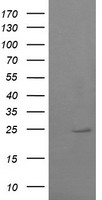 RAB37 Antibody