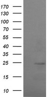 RAB37 Antibody