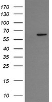 CCT8L2 Antibody