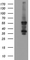 CCT8L2 Antibody