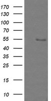ZNF447 Antibody