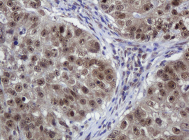 ZNF447 Antibody