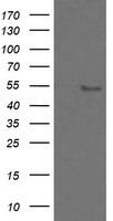 ZSCAN18 Antibody