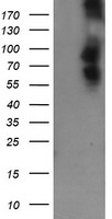 DEF6 Antibody
