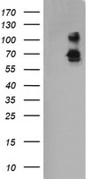 DEF6 Antibody
