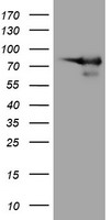 DEF6 Antibody