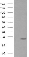 RAB30 Antibody