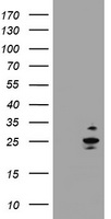 RAB37 Antibody