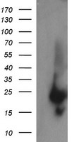 RAB37 Antibody
