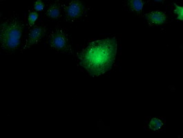 CCT8L2 Antibody